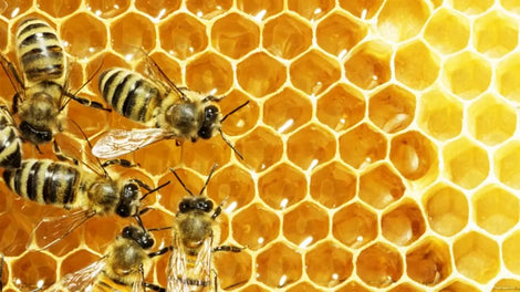 Organic and raw honeys